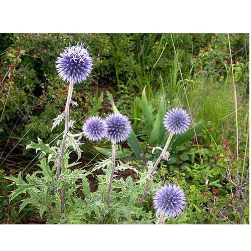 Rhaponticum