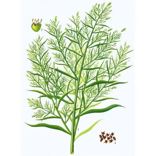 Cyprès d'été