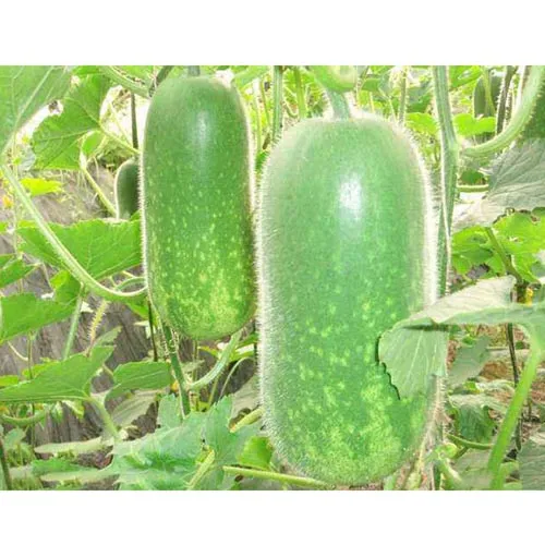Graines de melon d'hiver