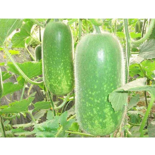 Écorce de melon d'hiver