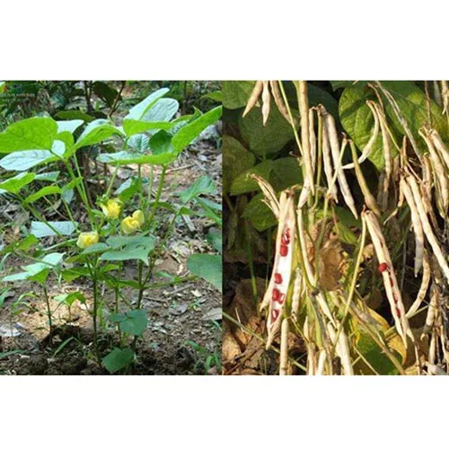 Vigna umbellata