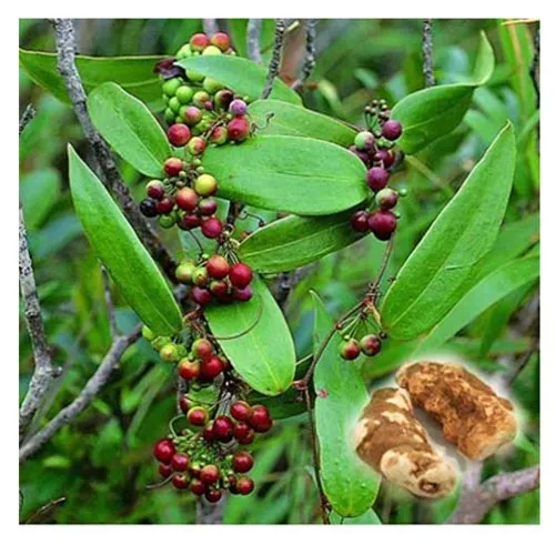 Smilax glabra