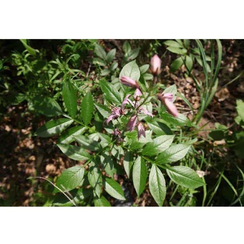 Buisson ardent