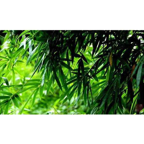 Feuilles de bambou clair