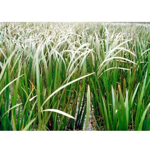Racine d'imperata