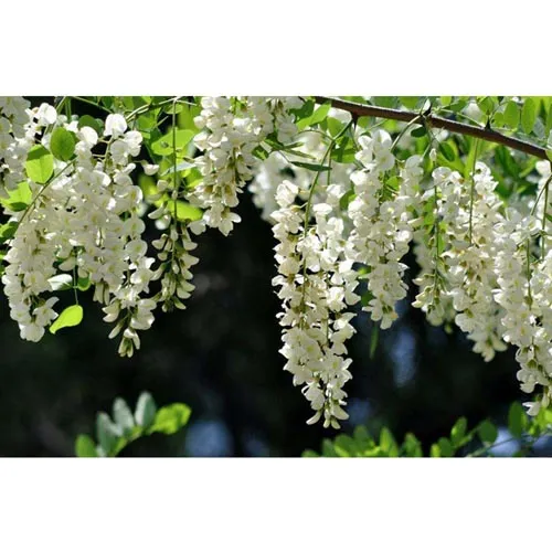 Sophora du Japon