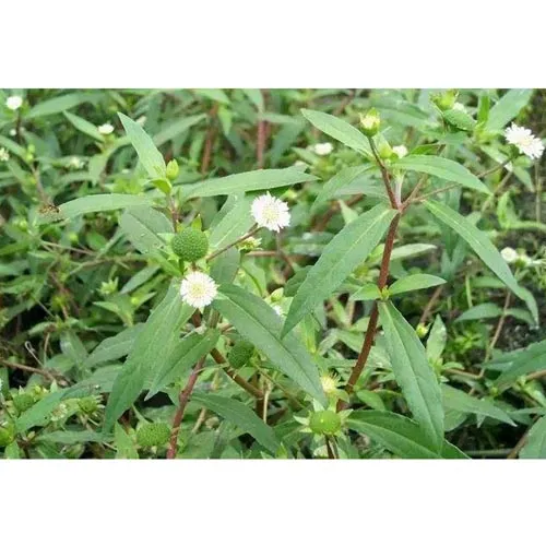 Éclipte blanche