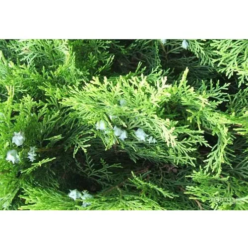 Feuilles d'arborvitae