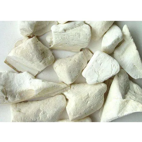 Poulpe de mer