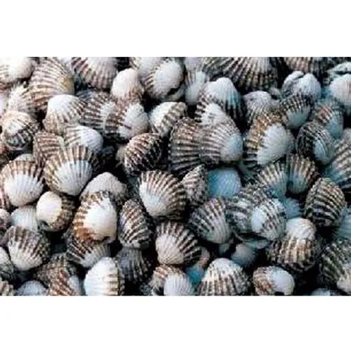 Anadara kagoshimensis