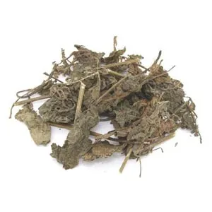 Feuilles de basilic