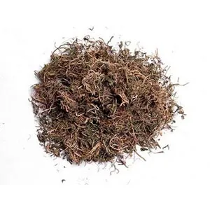 Hédyotis diffusa