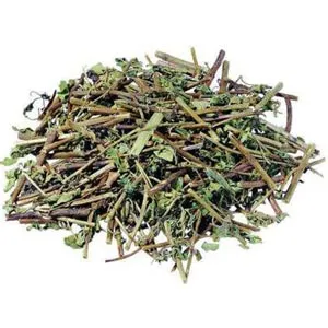 Scutellaria barbata