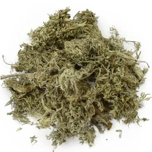 Artemisia capillaire