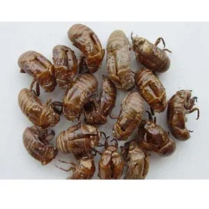 Cryptotympanapustulata Fabricius