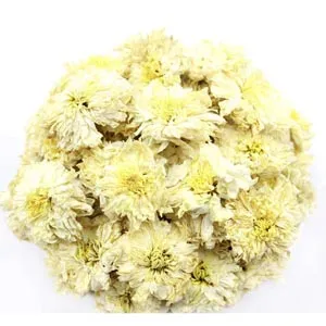 Chrysanthème