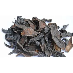 Sangsue