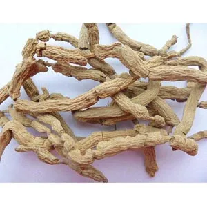 Morinda