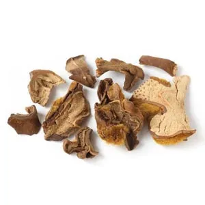 Cibotium barometz