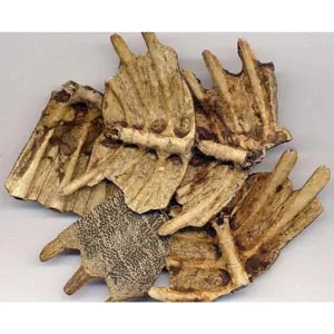 Carapace de tortue crue