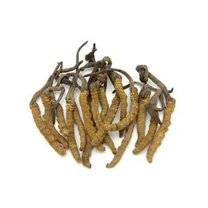 Cordyceps sinensis
