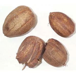 Aristoloche rustique