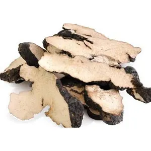 Polyporus