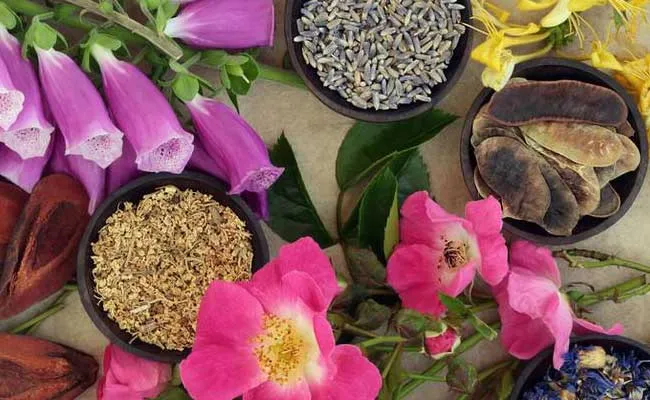 Plantes pour l'équilibre Plantes pour l'équilibre