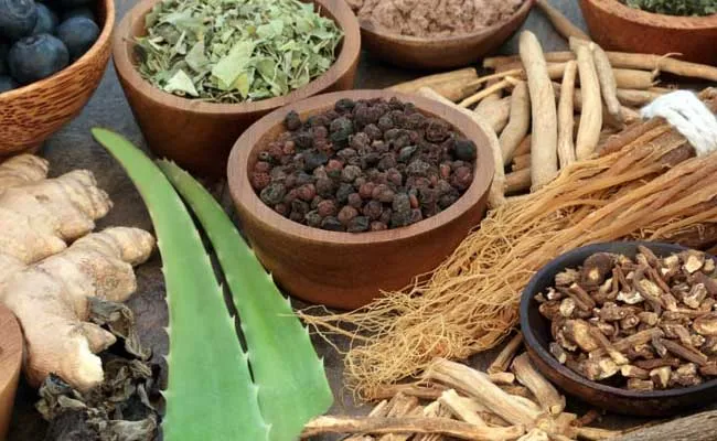 Phytothérapie avec les herbes et plantes